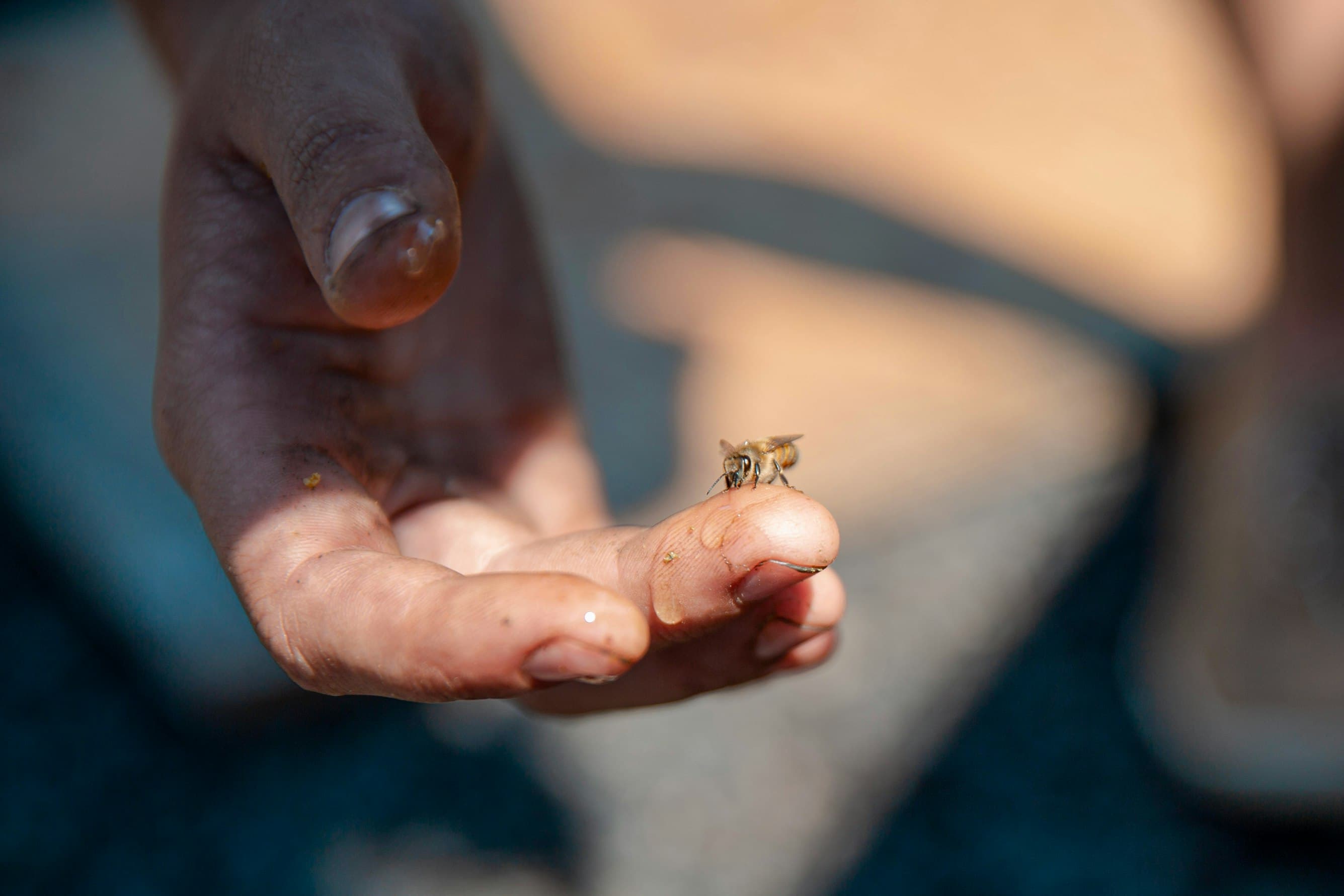 Eine Honigbiene sitzt auf der Fingerspitze einer geöffneten Hand