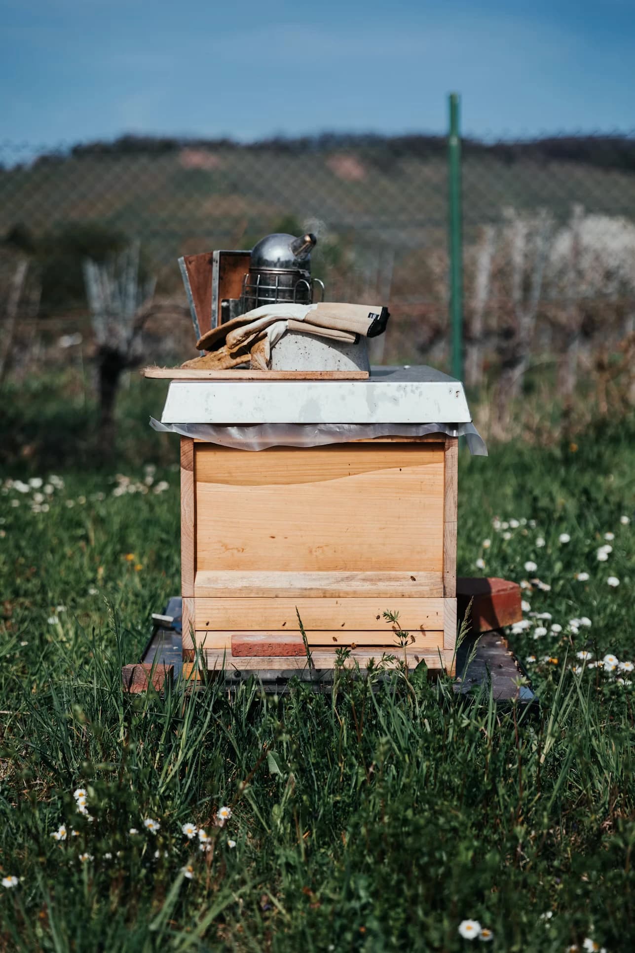 Otto-Kury-Lehrbienenstand: Bienenbeute mit Smoker und Handschuhen auf einer Blumenwiese